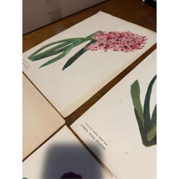 Flowers Drawn by Arlette Davids Text by Princess Bibesco prints Purple  10x14” - Picture 6 of 9